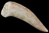 Enchodus Fang - Extinct Bony Fish #76000-1